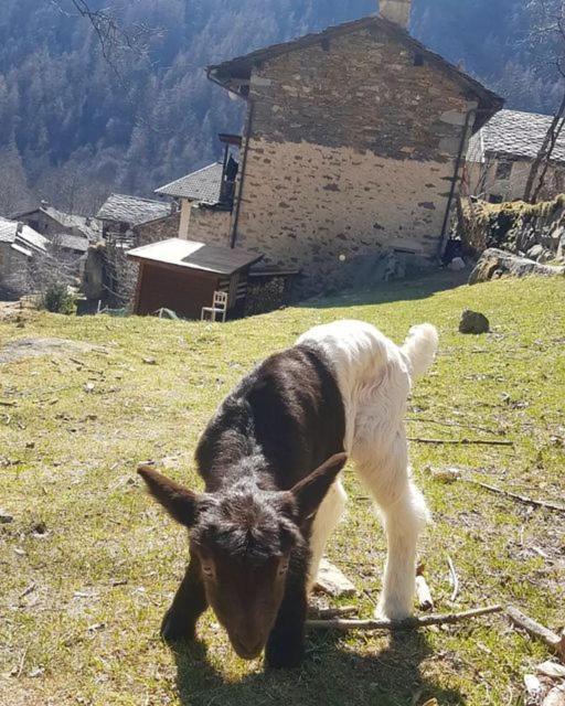 La Mura' - Il Vostro Posto Nel Gran Paradiso Ronco Canavese المظهر الخارجي الصورة