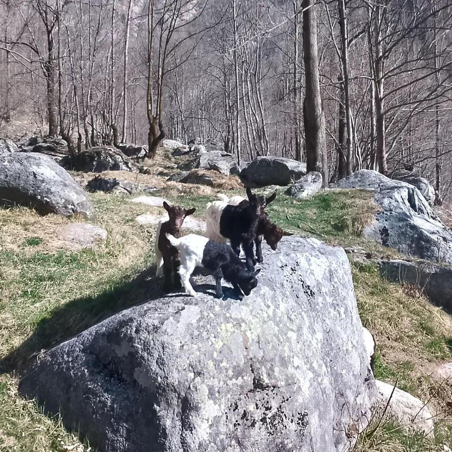 La Mura' - Il Vostro Posto Nel Gran Paradiso Ronco Canavese المظهر الخارجي الصورة